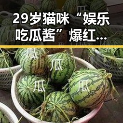 29岁猫咪“娱乐吃瓜酱”爆红网络：他的吃瓜日常背后隐藏着什么秘密？